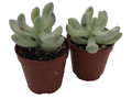 Apricot Love - Variegated Graptopetalum -2 Pack 2" Pots- Succulent
