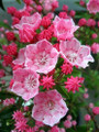 Tiddlywinks Dwarf Mountain Laurel - Kalmia - Very Hardy - 4" Pot