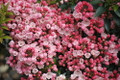 Tiddlywinks Dwarf Mountain Laurel - Kalmia - Very Hardy - 4" Pot