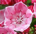 Tiddlywinks Dwarf Mountain Laurel - Kalmia - Very Hardy - 4" Pot
