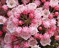 Tiddlywinks Dwarf Mountain Laurel - Kalmia - Very Hardy - 4" Pot