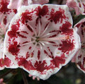 Minuet Dwarf Mountain Laurel - Kalmia - 4" Pot - Very Hardy