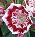 Minuet Dwarf Mountain Laurel - Kalmia - 4" Pot - Very Hardy