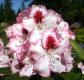 Cherry Cheesecake Rhododendron - Evergreen - 4" Pot