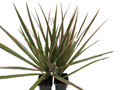 Bicolor Dragon Tree - Dracaena marginata - 2 Plants in 3" Pots