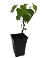 Jupiter Grape - Seedless Grape Plant - Vitis - 2.5" Pot - No Shipping to Washington State