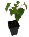 Jupiter Grape - Seedless Grape Plant - Vitis - 2.5" Pot - No Shipping to Washington State