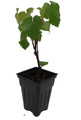 Jupiter Grape - Seedless Grape Plant - Vitis - 2.5" Pot - No Shipping to Washington State