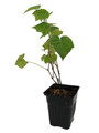 Venus Grape - Seedless Grape Plant - Vitis - 4" pot - No Shipping to Washington State or Oregon