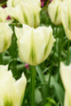 Spring Green Viridiflora Tulip - 5 Bulbs - 12/+ cm Bulb