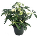 Moondrop Creme & Green Hawaiian Schefflera Plant - 3.5" Pot - Great Indoors