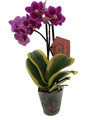 Bright Edge Moth Orchid Plant -Phalaenopsis - 3.5" Pot