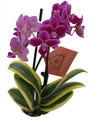 Bright Edge Moth Orchid Plant -Phalaenopsis - 3.5" Pot