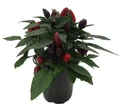 Grower's Choice Ornamental Pepper Plant - 4" Pot