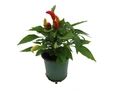 Grower's Choice Ornamental Pepper Plant - 4" Pot