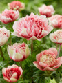 Anemone Peony Red/White Windflower - 4/5 cm Bulbs - 8 Bulbs -