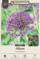 Violet Beauty Flowering Onion Allium - 12/+ cm Bulbs - 8 Bulbs