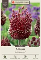 Red Mohican Allium - Deep Red Blooms and Fragrant - 2 Bulbs - 10/+ cm