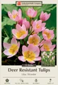 Lilac Wonder Tulip - Very Hardy - 6/+ cm Bulbs - 15 Bulbs