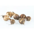 Lilac Wonder Tulip - Very Hardy - 6/+ cm Bulbs - 15 Bulbs