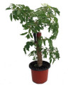 Ming Aralia Pre-Bonsai Tree - Polyscias fruticosa - Indoor - Thick Trunk -4" Pot