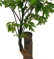 Ming Aralia Pre-Bonsai Tree - Polyscias fruticosa - Indoor - Thick Trunk -4" Pot