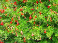 Dwarf Pomegranate Plant - Punica - Bonsai/Houseplant/Outdoors - Edible - 6" Pot