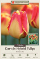 Banja Luka Tulip -Darwin Hybrid Tulip - 12/+ cm - 7 Bulbs