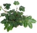Sensitive Plant - Leaves Move - Mimosa pudica - 2.5" Pot