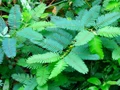 Sensitive Plant - Leaves Move - Mimosa pudica - 2.5" Pot