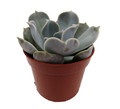 White Ghost Desert Rose Succulent - Lilacina Echeveria- 2.5" Pot