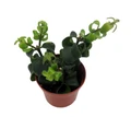 Twister Lipstick Plant - Aeschynanthus - 2.5" Pot