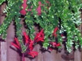 Twister Lipstick Plant - Aeschynanthus - 2.5" Pot