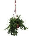 Small Leaf Lipstick Plant - 6" Hanging Basket - Aeschynanthus lobbianus gracilis