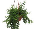 Small Leaf Lipstick Plant - 6" Hanging Basket - Aeschynanthus lobbianus gracilis