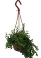 Small Leaf Lipstick Plant - 6" Hanging Basket - Aeschynanthus lobbianus gracilis