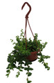 Lipstick Plant - 4" Mini Hanging Basket - Aeschynanthus lobbianus gracilis