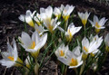 Snowbunting Snow Crocus - Snowy White! - 5/+ cm Bulbs- 20 Bulbs