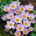 Firefly Snow Crocus - Very Hardy! - 5/+ cm Bulbs -20 Bulbs