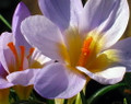 Firefly Snow Crocus - Very Hardy! - 5/+ cm Bulbs -20 Bulbs
