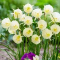 Arctic Bells Specie Daffodil - 7/+ cm Bulbs - 10 Bulbs