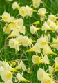 Arctic Bells Specie Daffodil - 7/+ cm Bulbs - 10 Bulbs