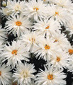 Crazy Daisy Perennial - Quart Pot - Leucanthemum