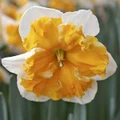 Love Call Butterfly Daffodil - 14/16 cm Bulbs - 5 Bulbs