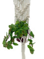 White Macrame Plant Hanger with 2" plant- 16-22" Length - Holds 2-3" Pot Size