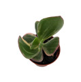 Cream & Green Jade Plant-Crassula ovata variegated - 3.25" Pot