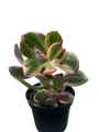 Cream & Green Jade Plant-Crassula ovata variegated - 3.25" Pot
