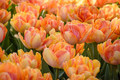 Foxy Foxtrot Double Early Tulip - 12/+ cm Bulbs - 5 Bulbs