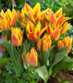 Winnipeg Greigii Tulip - 12/+ cm Bulbs - Scarlet and Gold - 5 Bulbs