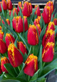 Fabio Fringed Tulip - Fiery Red and Yellow Blooms - 12/+ cm Bulbs - 5 Bulbs